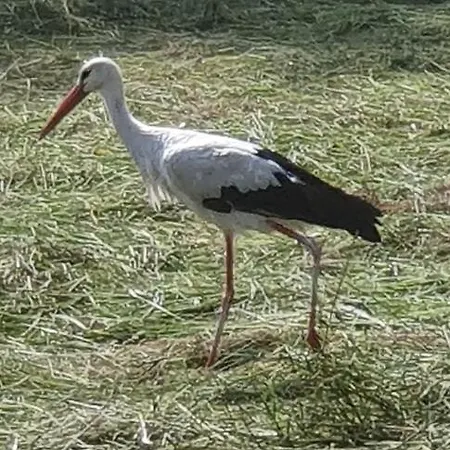 Muehlenhaus Апартаменты Ксантен