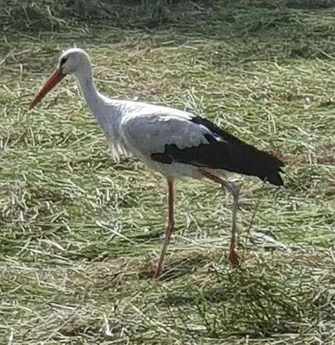 Muehlenhaus Apartman Xanten